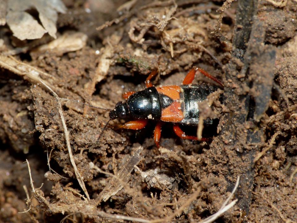 Nabidae: Prostemma guttula sotto una pietra a Roma